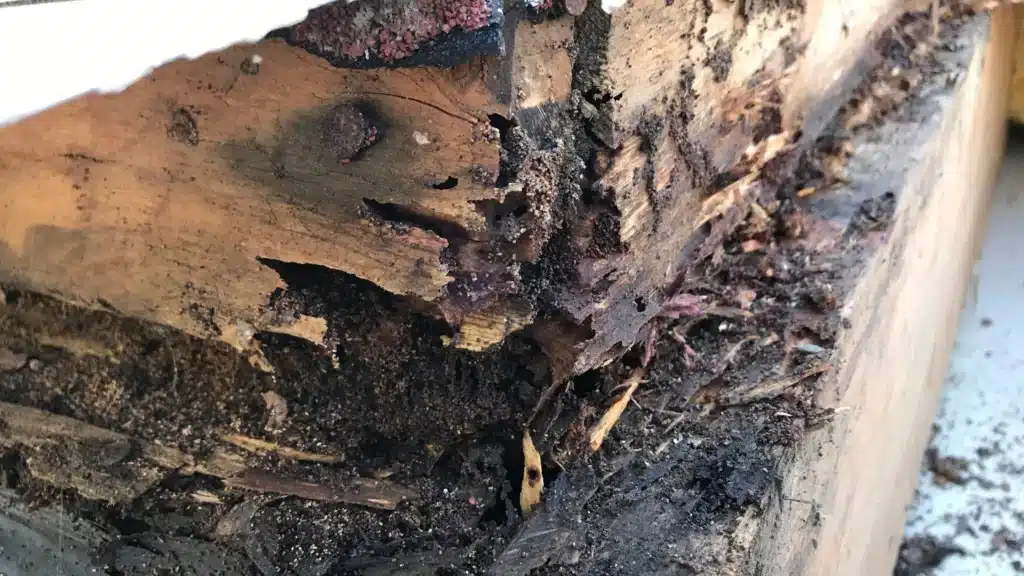 photo of a termite infestation