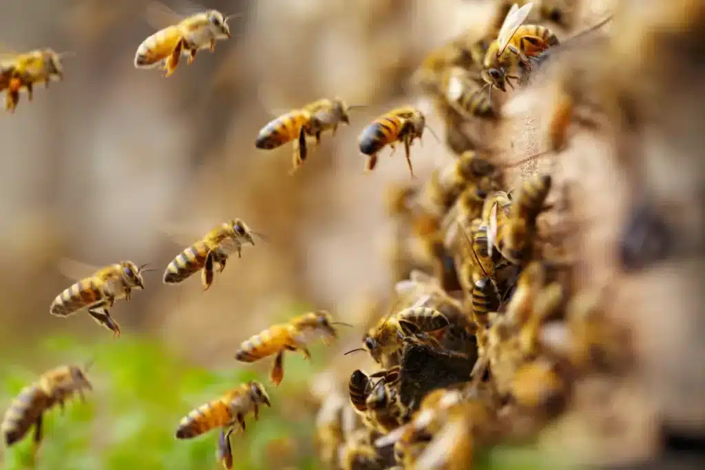 Colony of Bees