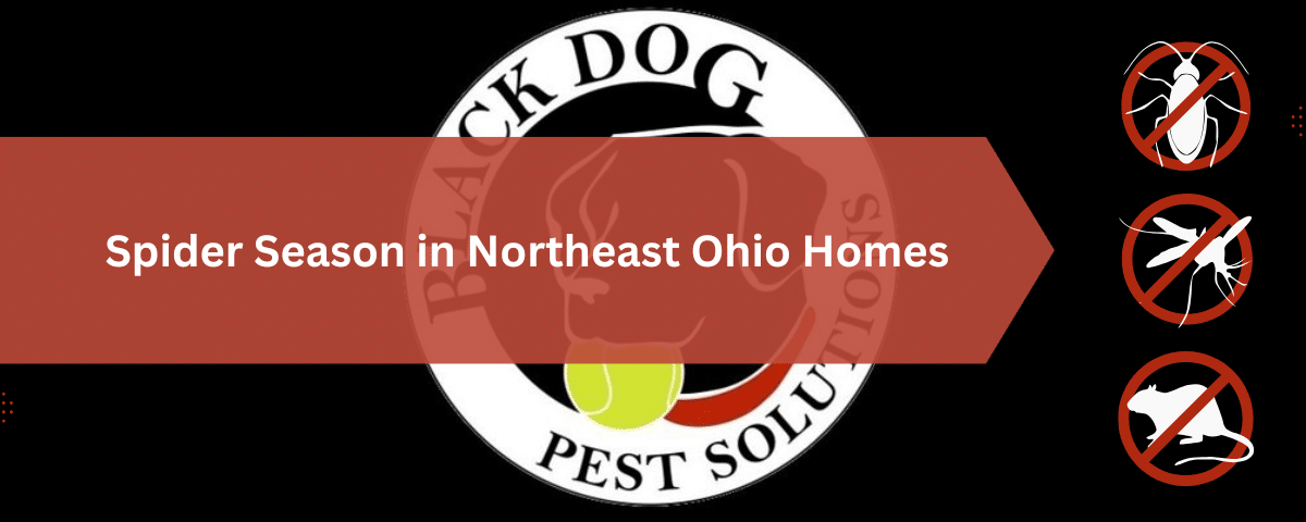 Exterminator for Spiders in Northeast Ohio: Why They Come Inside and How to Keep Them Out 1 Spider Season in Northeast Ohio Homes